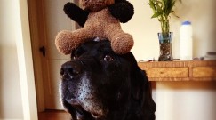 chase balancing toy